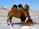 Верблюжьбя мытая шерсть из Монголии и Казахстана