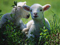 "Новые" технологии производства валенок позволяют не снижать поголовье овец