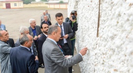 Контракты на продажу 700 тысяч тонн хлопка заключены в Ташкенте