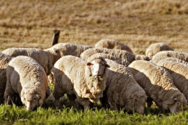 Немытая шерсть овечья от производителя