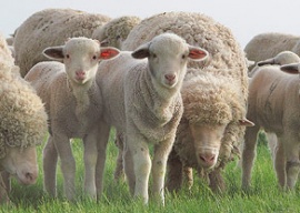 Овцы мериносы – обладатели высококачественной шерсти