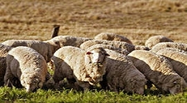 В Белоруссии возродят овцеводство ради шерсти