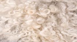 Монгольские специалисты обучают тувинцев переработке шерсти