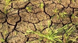В Ростовской области из-за жары гибнут посевы льна